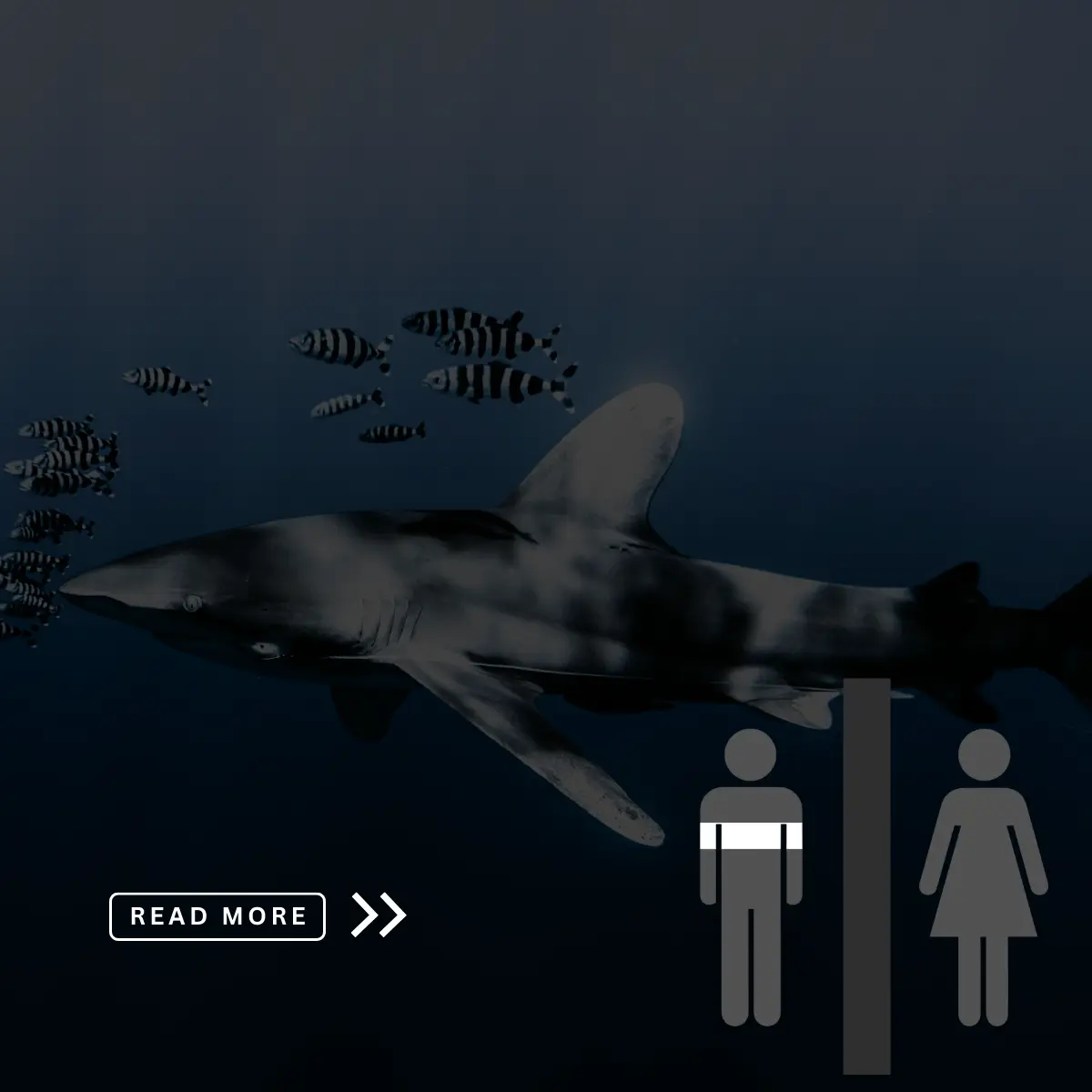 What the White Tip Shark and Soldier Fish Ecological Relationship